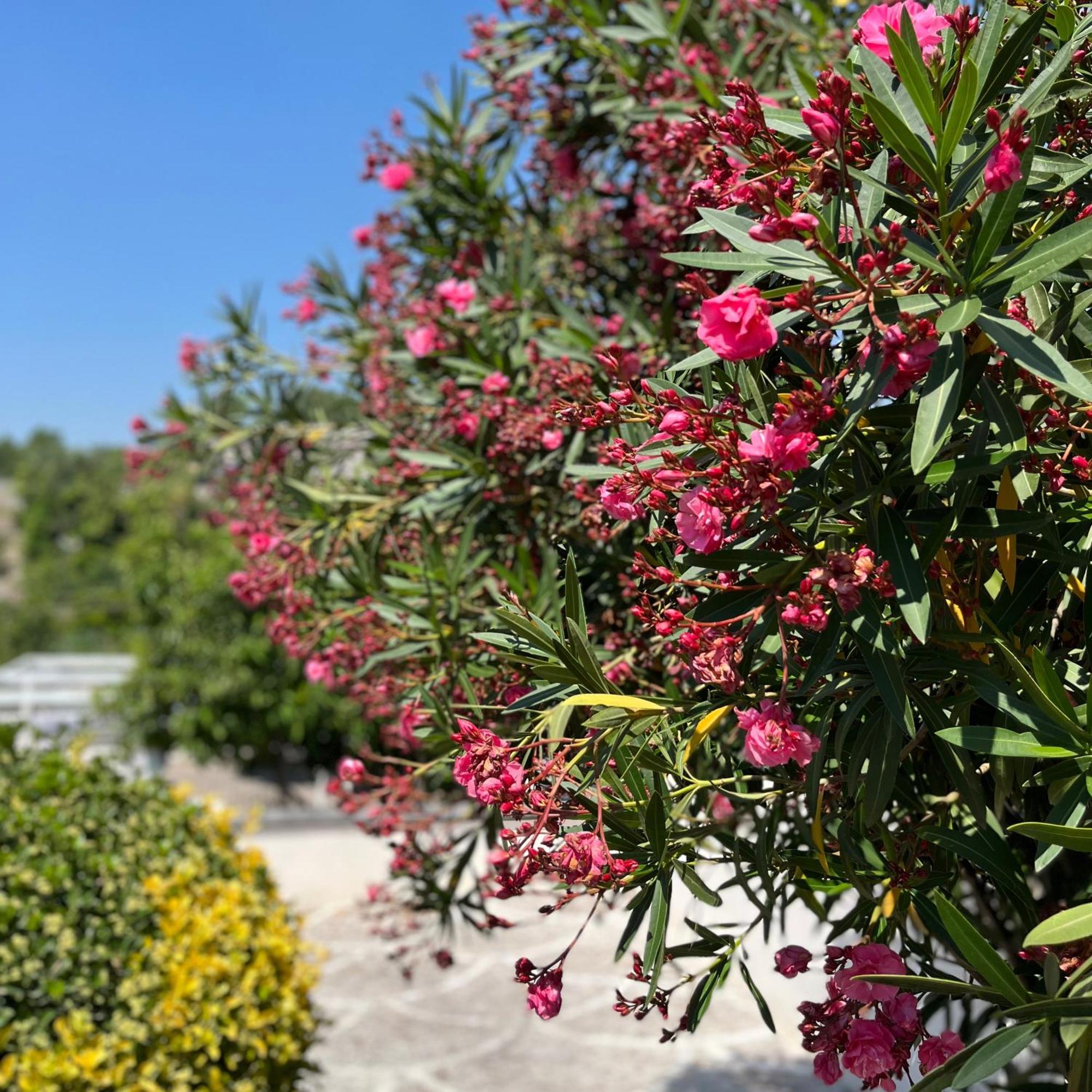 Villa Manzo Relais -Pompei Vesuvius Boscotrecase Екстериор снимка
